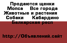 Продаются щенки Мопса. - Все города Животные и растения » Собаки   . Кабардино-Балкарская респ.